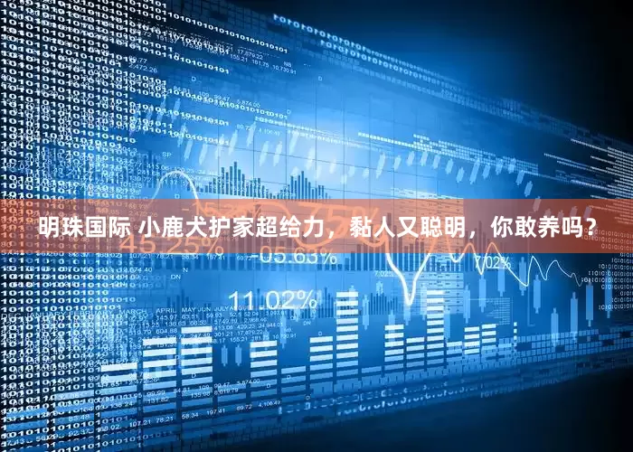 明珠国际 小鹿犬护家超给力，黏人又聪明，你敢养吗？