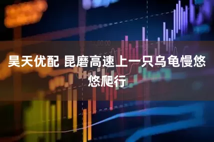 昊天优配 昆磨高速上一只乌龟慢悠悠爬行